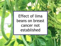 Effect of lima beans on breast cancer not established