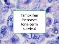 Tamoxifen increases long-term survival