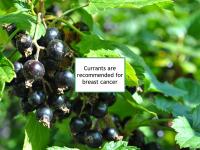 Currants are recommended for breast cancer