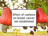 Effect of cashews on breast cancer not established