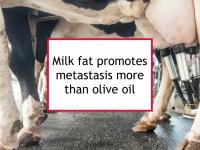 High milk fat diet promotes metastasis in mice