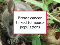 Breast cancer linked to mouse populations