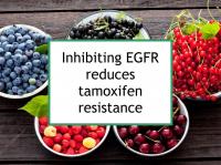 Inhibiting EGFR reduces tamoxifen resistance