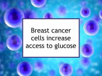 Breast cancer cells increase their access to glucose