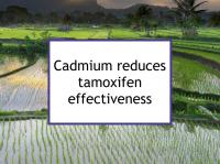 Cadmium reduces tamoxifen effectiveness