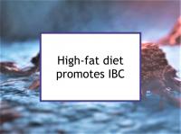 High-fat diet promotes IBC