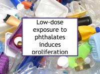 Low-dose exposure to phthalates can be carcinogenic