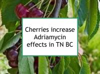 Cherries increase Adriamycin effects in TN BC