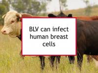 BLV can infect human breast cells