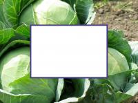 Vegetables and radiotherapy for breast cancer