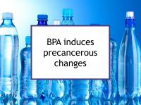 BPA induces precancerous changes