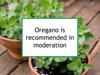 Oregano is recommended in moderation