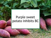 Purple sweet potatoes inhibit breast cancer