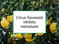 Citrus flavonoid inhibits metastasis