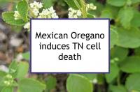 Mexican Oregano induces TN cell death
