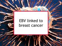 EBV linked to breast cancer