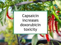 Capsaicin potentiates doxorubicin