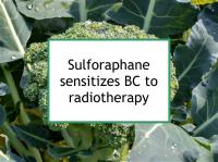 Sulforaphane sensitizes BC to radiotherapy