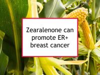 Zearalenone can promote ER+ breast cancer