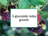Anthocyanin reduces mouse tumor growth