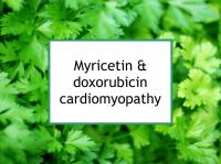 Myricetin & doxorubicin cardiomyopathy
